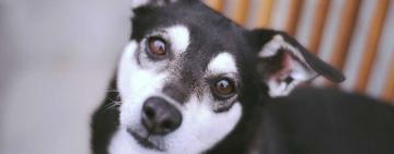 Покарала за неслухняність: на Одещині жінка жорстоко побила сапою власного собаку